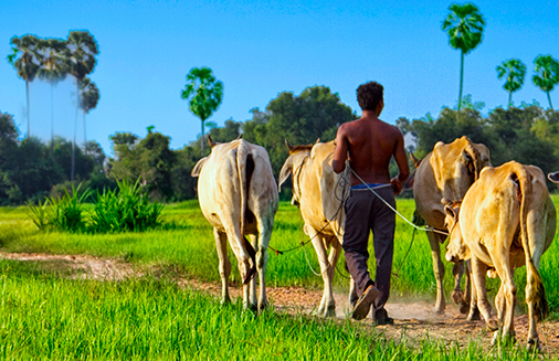 Farm and Countryside Day Tour